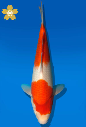 Koi Auktion Dainichi Kohaku JumboTosai RedTiger - 30cm GT5-0403