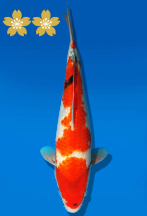 Koi Auktion Dainichi Showa JumboTosai MonroeJr. - 27cm GT5-0701