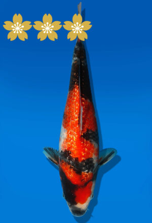 Koi Auktion Dainichi GinrinShowa JumboTosai XGinrin - 23cm GT5-0402