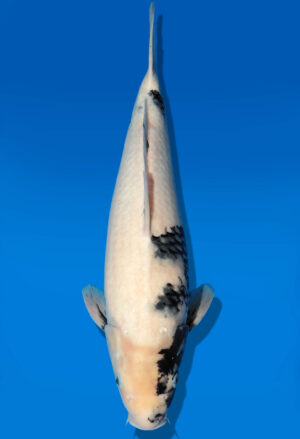 Koi Auktion Dainichi Shiro Nisai MonaLisa female 42cm T11-0411