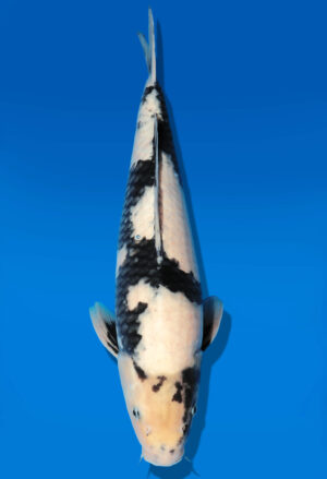 Koi Auktion Dainichi Shiro Nisai Monroe male 46cm T11-0415