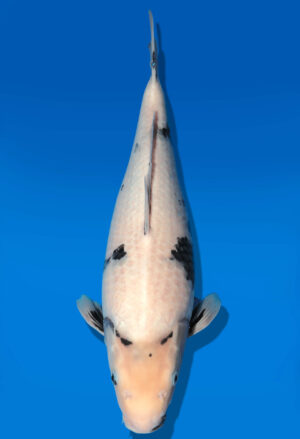 Koi Auktion Dainichi Shiro Nisai Monroe female 49cm T11-0416