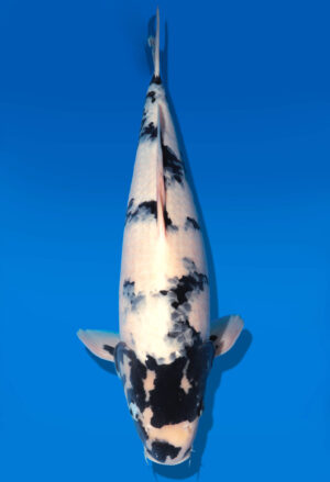 Koi Auktion Dainichi Shiro Nisai MonaLisa male 53cm T11-0413