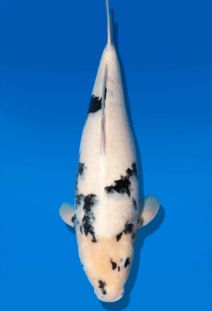 Koi Auktion Dainichi Shiro Nisai MonaLisa female 53cm T11-0414