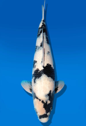 Koi Auktion Dainichi Shiro Nisai MonaLisa male 52cm T11-0417