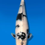 Koi Auktion Dainichi Shiro Nisai Monroe female 55cm T11-0418