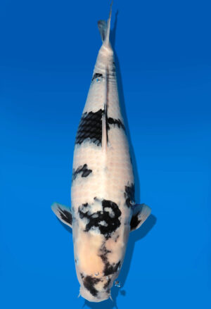 Koi Auktion Dainichi Shiro Nisai Monroe female 55cm T11-0418