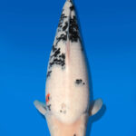 Koi Auktion Dainichi Shiro Nisai Monroe female 50cm T11-0419