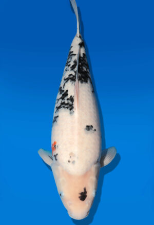 Koi Auktion Dainichi Shiro Nisai Monroe female 50cm T11-0419
