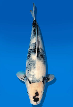 Koi Auktion Dainichi Shiro Nisai Monroe male 47cm T11-0408