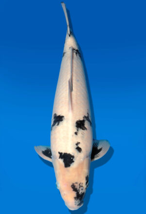 Koi Auktion Dainichi Shiro Nisai Monroe male 47cm T11-0421