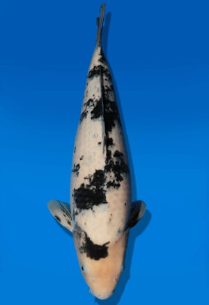 Koi Auktion Dainichi Bekko Nisai MrBig male 47cm T11-0422