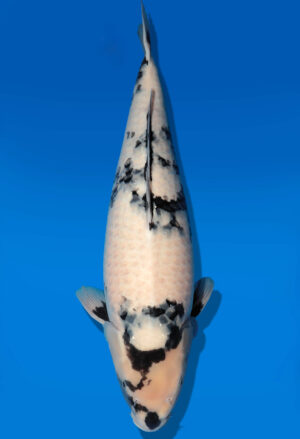 Koi Auktion Dainichi Shiro Nisai Monroe female 54cm T11-0422