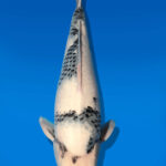 Koi Auktion Dainichi Shiro Nisai Monroe male 49cm T11-0423
