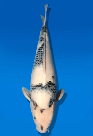 Koi Auktion Dainichi Shiro Nisai Monroe male 49cm T11-0423