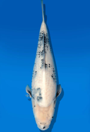 Koi Auktion Dainichi Shiro Nisai MonaLisa female 55cm T11-0433