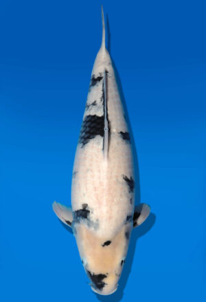Koi Auktion Dainichi Shiro Nisai Monroe female 53cm T11-0420