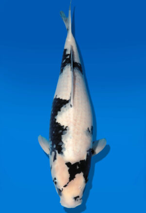 Koi Auktion Dainichi Shiro Nisai MonaLisa female 52cm T11-0435