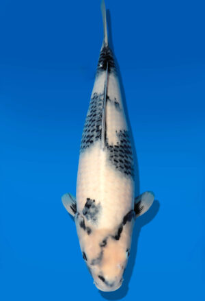 Koi Auktion Dainichi Shiro Nisai MonaLisa female 51cm T11-0436