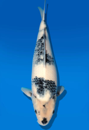 Koi Auktion Dainichi Shiro Nisai MonaLisa female 50cm T11-0437
