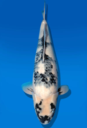 Koi Auktion Dainichi Shiro Nisai MonaLisa female 52cm T11-0409
