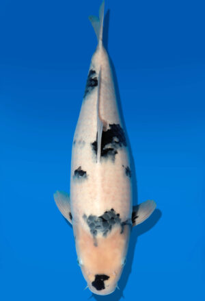 Koi Auktion Dainichi Shiro Nisai Monroe female 53cm T11-0412