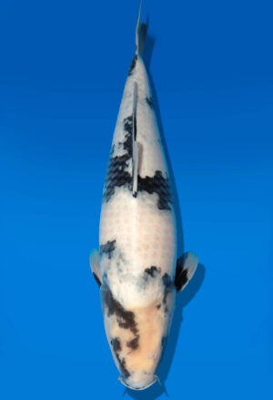 Koi Auktion Dainichi Shiro Nisai MonaLisa female 50cm T11-0410