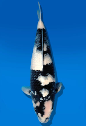 Koi Auktion Dainichi Shiro Nisai MonaLisa female 58cm T11-0425