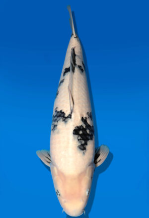 Koi Auktion Dainichi Shiro Nisai Monroe female 55cm T11-0426