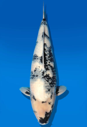 Koi Auktion Dainichi Shiro Nisai MonaLisa female 52cm T11-0429