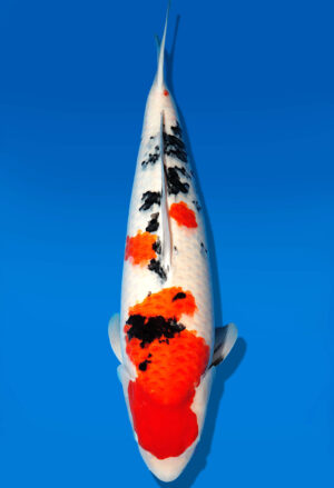 Koi Auktion Dainichi Sanke Nisai MrBig female 64cm T11-0441
