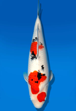 Koi Auktion Dainichi Sanke Nisai MrBig female 53cm T11-0443