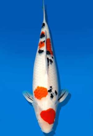Koi Auktion Dainichi Sanke Nisai MrBig female 54cm T11-0442