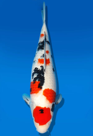 Koi Auktion Dainichi Sanke Nisai MrBig female 46cm T11-0445