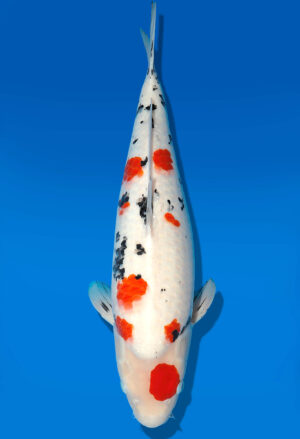 Koi Auktion Dainichi Sanke Nisai MrBig female 53cm T11-0446