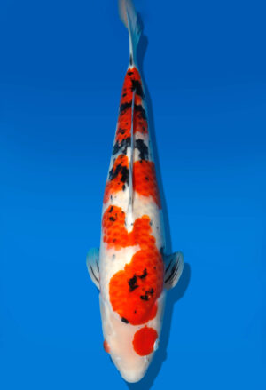 Koi Auktion Dainichi Sanke Nisai MrBig female 54cm T11-0447