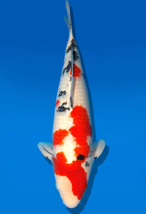Koi Auktion Dainichi Sanke Nisai MrBig male 49cm T11-0449