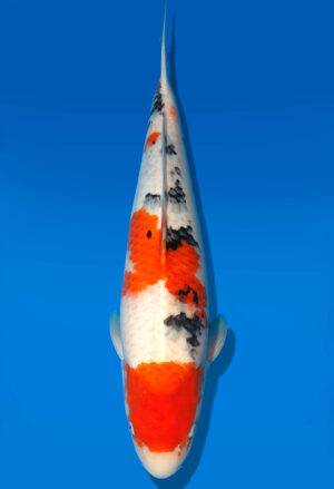 Koi Auktion Dainichi Sanke Nisai MrBig female 56cm T11-0450