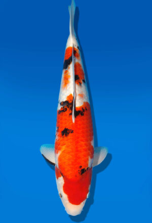 Koi Auktion Dainichi Sanke Nisai MrBig male 49cm T11-0451