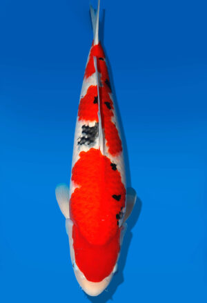 Koi Auktion Dainichi Sanke Nisai MrBig female 59cm T11-0452
