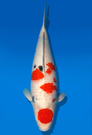 Koi Auktion Dainichi Sanke Nisai MrBig female 56cm T11-0438
