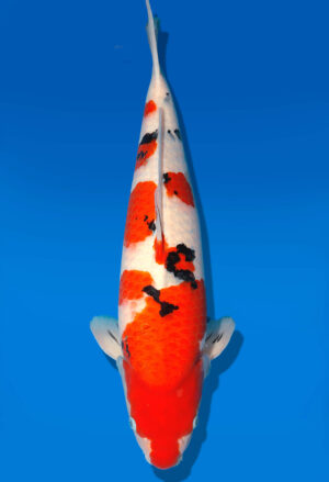 Koi Auktion Dainichi Sanke Nisai MrBig female 55cm T11-0440