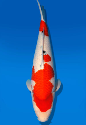 Koi Auktion Dainichi Sanke Nisai MrBig female 56cm T11-0454