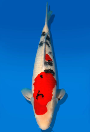 Koi Auktion Dainichi Sanke Nisai MrBig male 48cm T11-0455