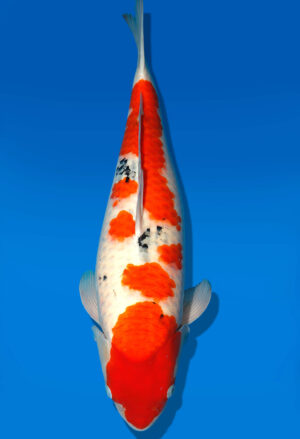 Koi Auktion Dainichi Sanke Nisai MrBig female 57cm T11-0456