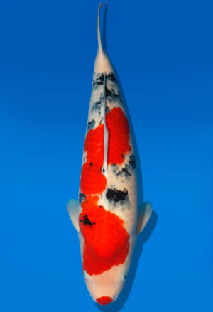 Koi Auktion Dainichi Sanke Nisai MrBig male 50cm T11-0467