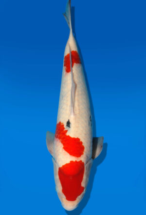 Koi Auktion Dainichi Sanke Nisai MrBig male 50cm T11-0469
