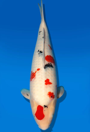 Koi Auktion Dainichi Sanke Nisai MrBig female 51cm T11-0468