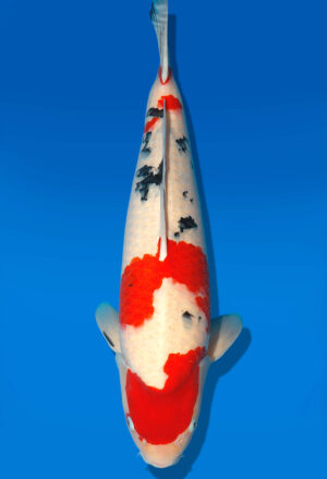 Koi Auktion Dainichi Sanke Nisai MrBig male 58cm T11-0470