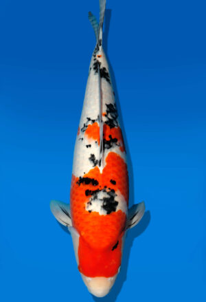 Koi Auktion Dainichi Sanke Nisai MrBig female 58cm T11-0472